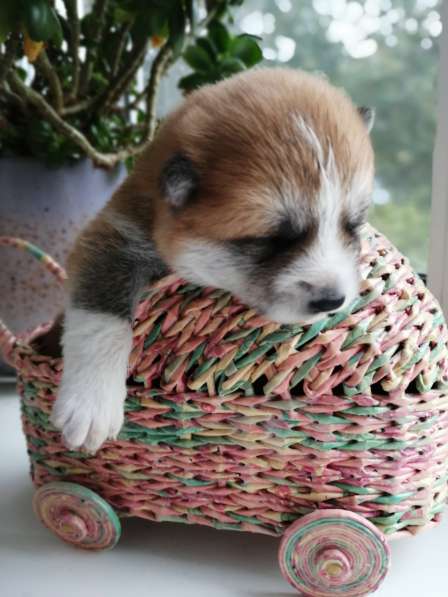 Щенки акита ину в фото 6