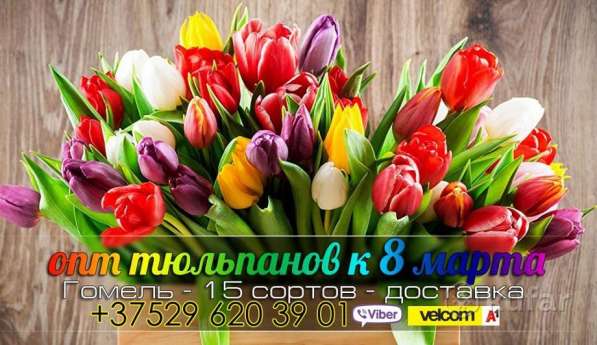 Тюльпаны оптом к 8 марта в Гомеле