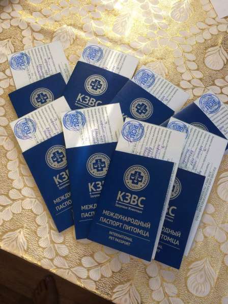 Продаются щенки породы дратхаар в Симферополе