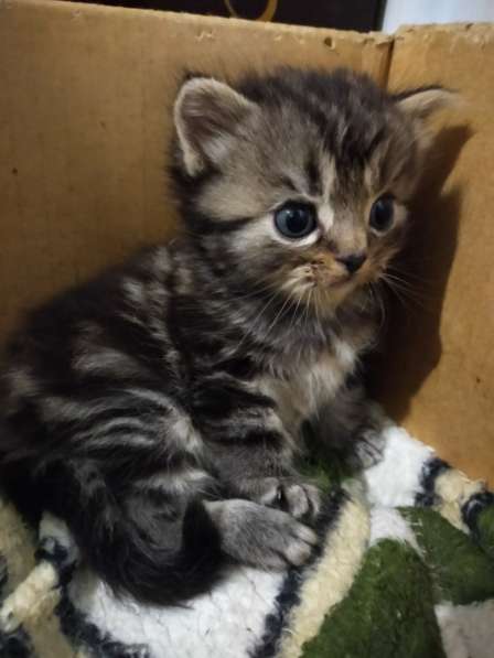 Шотландские котята в фото 39