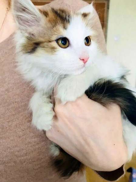 Обалденный трехцветный котенок Ириска в добрые руки в Москве фото 5