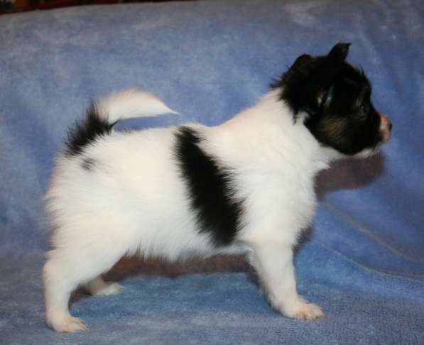 Щенки папильона в Самаре в Самаре фото 9