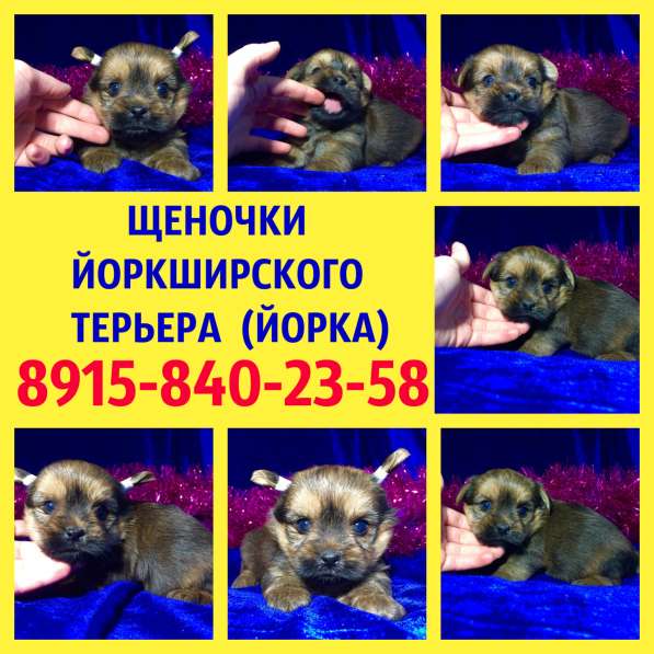 Щеночки хаски черно-белые голубоглазые в Костроме