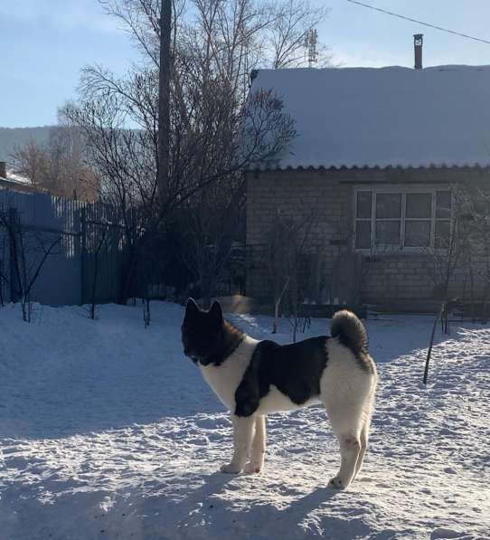 Акита в Ростове-на-Дону фото 33