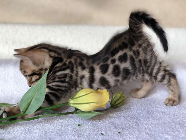 Предлагаются Бенгальские котята из питомника с документами в фото 34