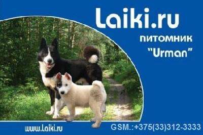 ПлемЗавод LAIKIRU круглый год продаёт щенков