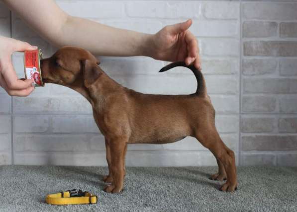 Щенки немецкого пинчера в фото 16