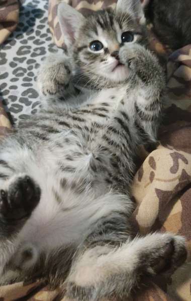 Котята два мальчика и девочка