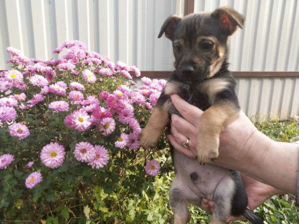 Две маленькие кнопки ищут дом в Санкт-Петербурге фото 14