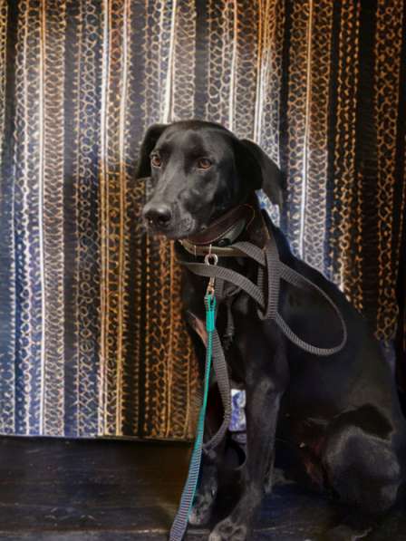 Собака нереальной красоты в Санкт-Петербурге фото 15