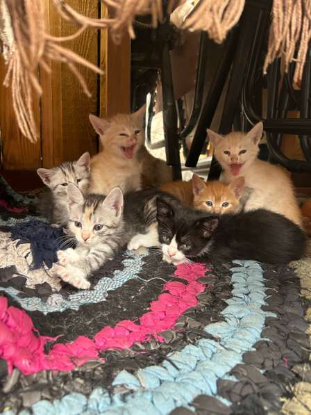 Котята в Тюмени фото 4