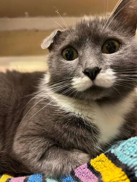 Очаровательная одноухая кошечка Муся в добрые руки в Москве фото 3