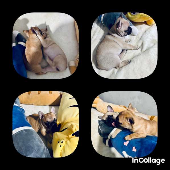 Милые красавчики французы