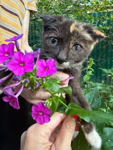 Чудеснейшая кото-девочка в добрые руки в Москве