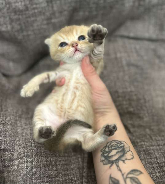 Котёнок золотая шиншилла в Калуге фото 7