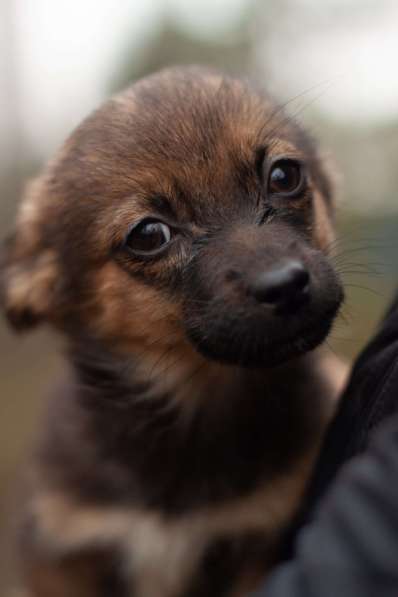 Крохи-щенки — вырастут маленькими