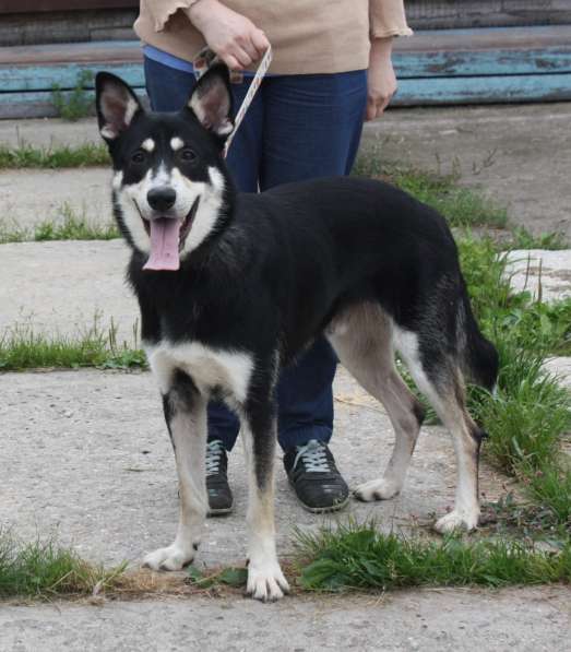 Кекс в поисках своей семьи в Москве