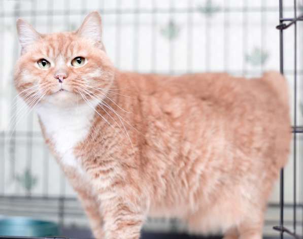 Рыжая редкая спокойная кошка Жужа в дар в Москве фото 3