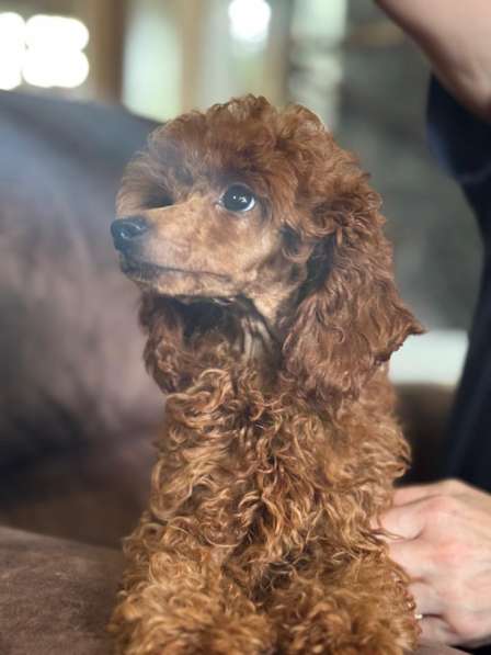 Той пудель в Москве фото 4