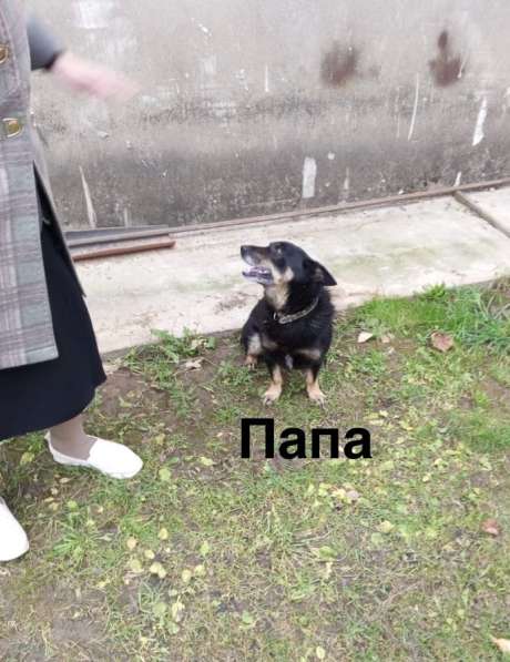 Щенки в добрые руки! в Ноябрьске фото 6
