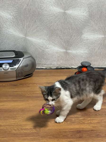 Тишка в Казани фото 5