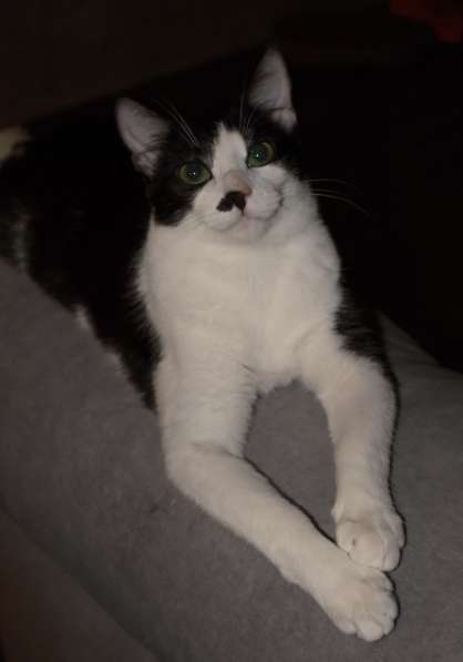 Багира в фото 7