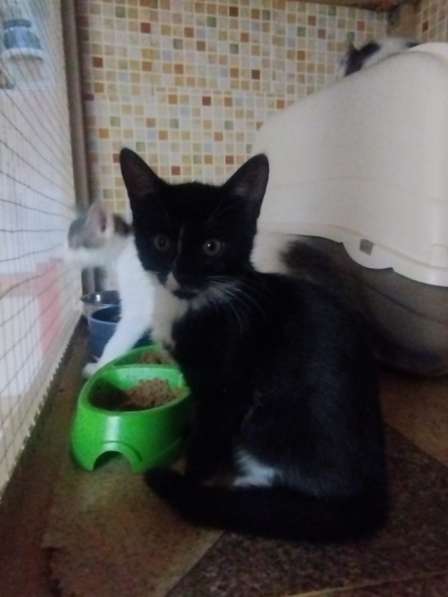 Отдам в добрые руки ! в Москве фото 5