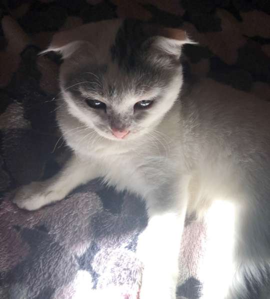 Отдам котенка в хорошие руки