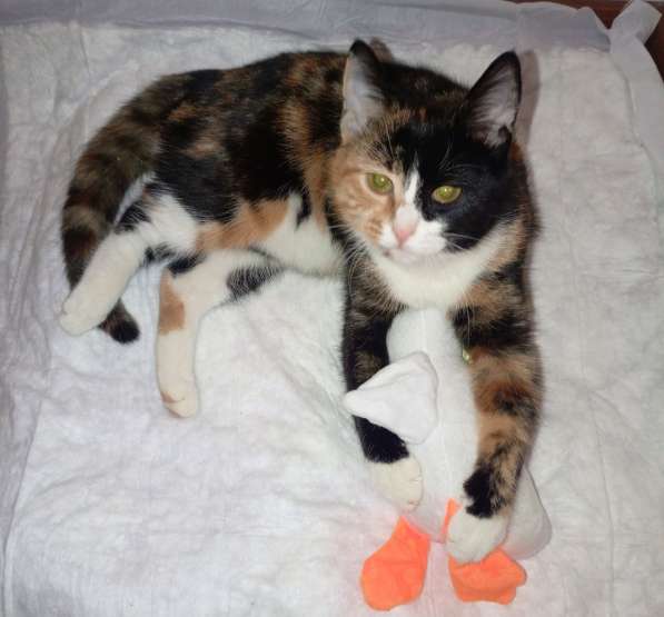 Трехцветный котенок Умка в добрые руки в Москве фото 5