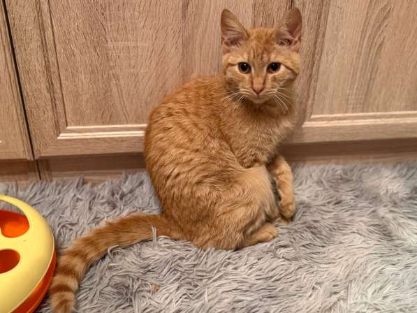 Хороший ласковый котёнок-рыжик в Санкт-Петербурге
