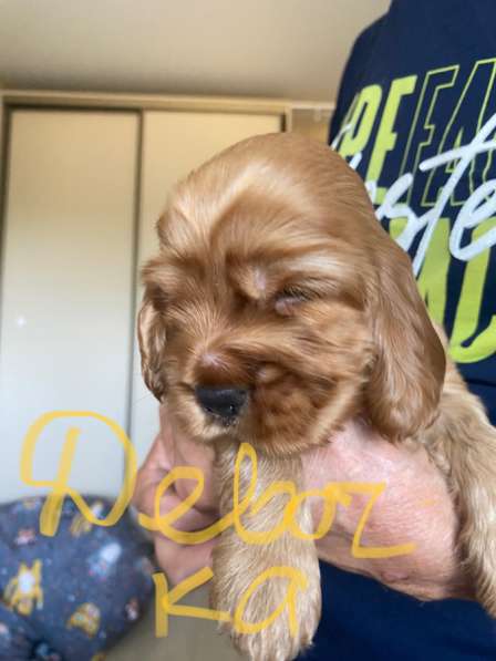 Щенки Кокер спаниеля в Санкт-Петербурге фото 4