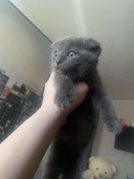 Шотландские котята