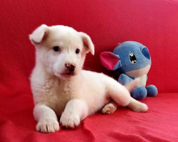 Неописуемой красоты белый щенок в Санкт-Петербурге фото 3