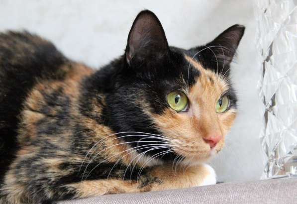 Трёхцветная красавица Лапушка в дар! в фото 6