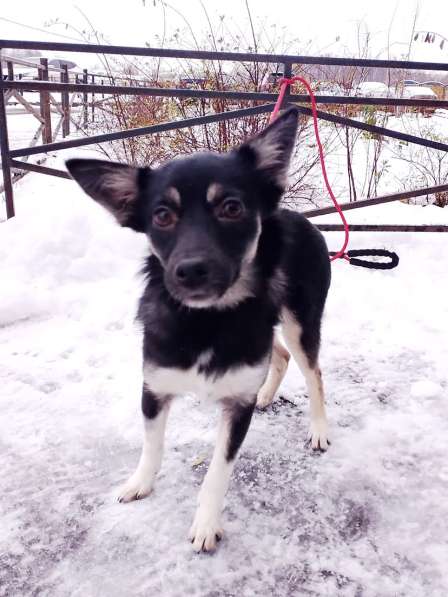 Ищет дом крошка-собачка весом 6 кг в Санкт-Петербурге фото 8