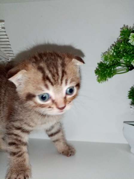 Шотландские котята в 