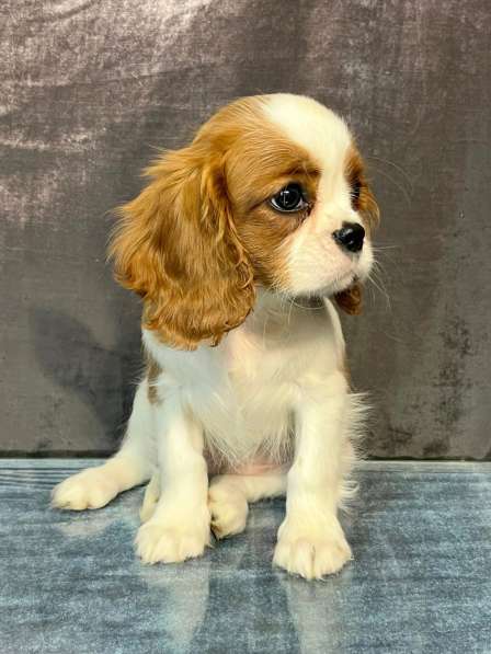 Кавалер кинг чарльз спаниель девочка бленхейм в Санкт-Петербурге фото 5