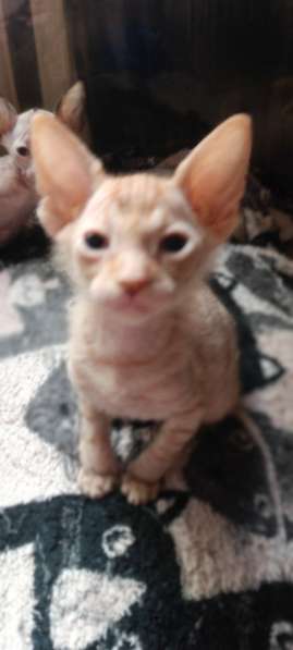 Сфинкс (браш) мальчик рыжего окраса в фото 4