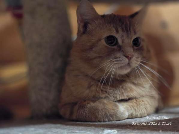 Солнечный котик Ирбис