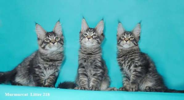 Мейн кун котята питомник Murmurcat Москва в Москве