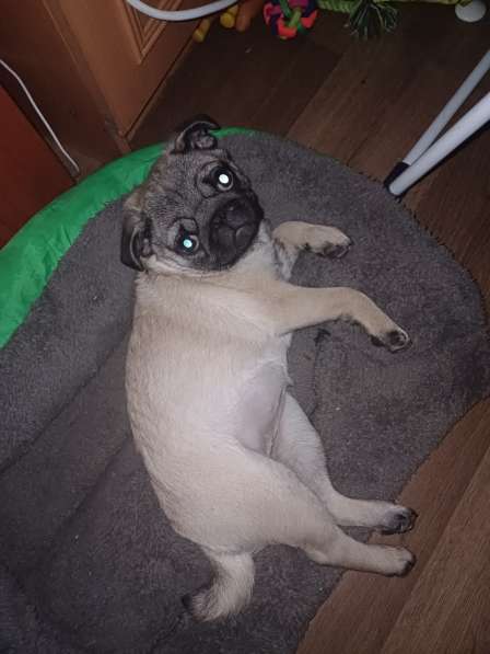 Продам собаку мопс девочка в 