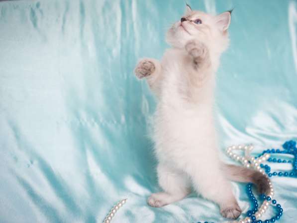 Сибирский котёнок Кэмерон в Москве фото 3