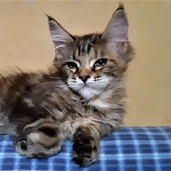 Рыжики из питомника в Екатеринбурге фото 57