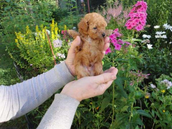 Щенки миниатюрный, той-пудель красный