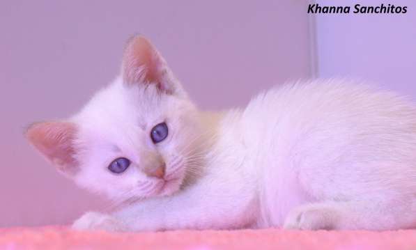 Тайские котята