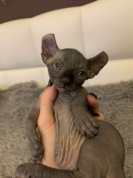 Sphynx Мальчик Двэльф Male dwelf в Москве фото 4