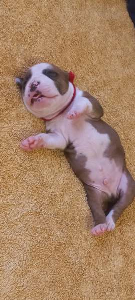 Шикарный рыжий мальчик аст резерв ркф в Москве фото 11