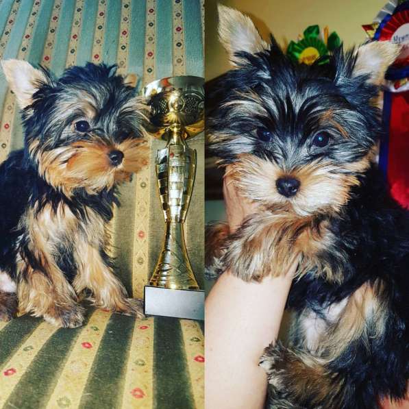 Щенки Йоркширского терьера в Санкт-Петербурге фото 5