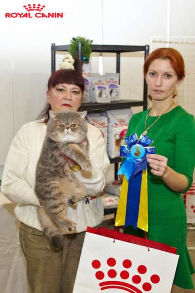 Вязка экзотических и персидских кошек в фото 4