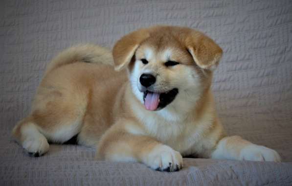 Щенки Акита-ину в Москве фото 10